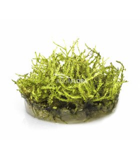 Vesicularia montagnei 'Christmas' - In Vitro Cup