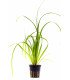 Cyperus helferi