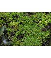 Hemianthus callitrichoides 'Cuba' - In Vitro Cup