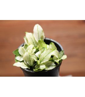 Anubias barteri var. nana 'Pinto' , une Anubias nana aux feuilles marbrées de blanc