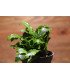 Bucephalandra 'Wavy Green