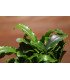Bucephalandra 'Wavy Green