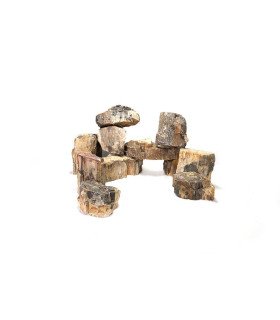 Pierre Wood Fossil S