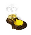 Forest drinking water source