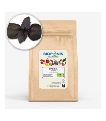 Basilic Pourpre