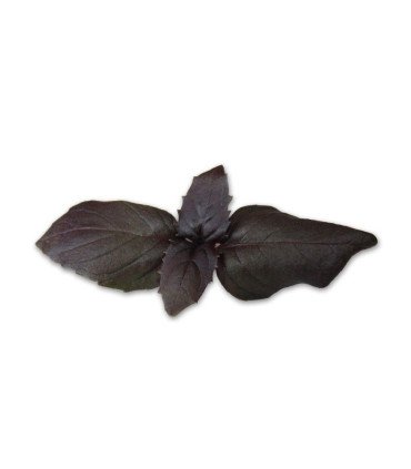 Basilic Pourpre