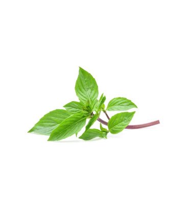 Basilic Thaï