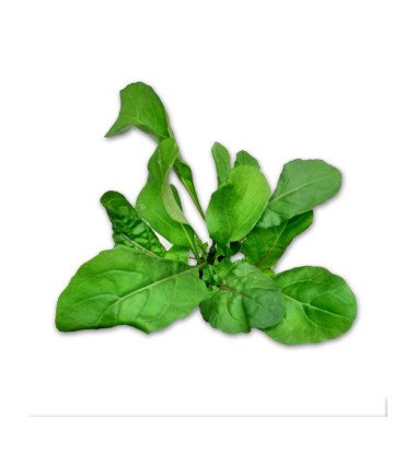 Roquette Cultivée