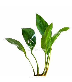 Anubias heterophylla - Une Anubias aux feuilles allongées, qui peut atteindre une grande taille.
