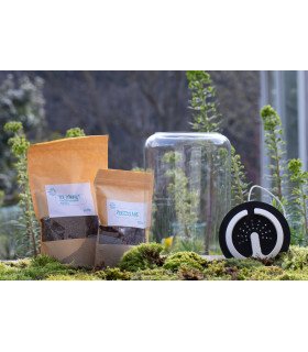 Kit Mini-Terrarium + LEDs "Tropical" Cylindre M